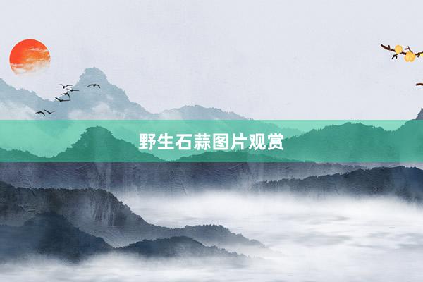 野生石蒜图片观赏